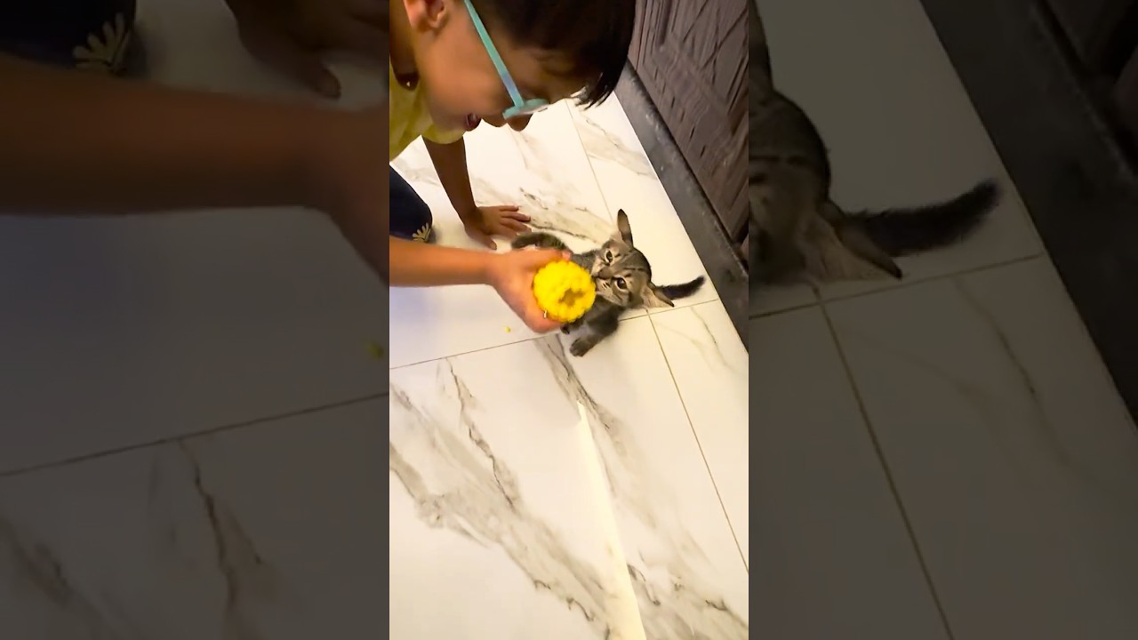 القط 🐈‍⬛ركد ورا حسن ووسام بدو ياكل بليلة🌽😂بالاخير اخد عرنوس وسام 😩😱@يوميات.التوأم.حسن.ووسام