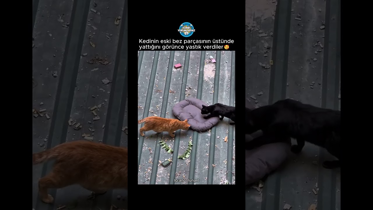 Yastığınızın iki tarafı da soğuk olsun 🥰 İyi yürekli insanlar