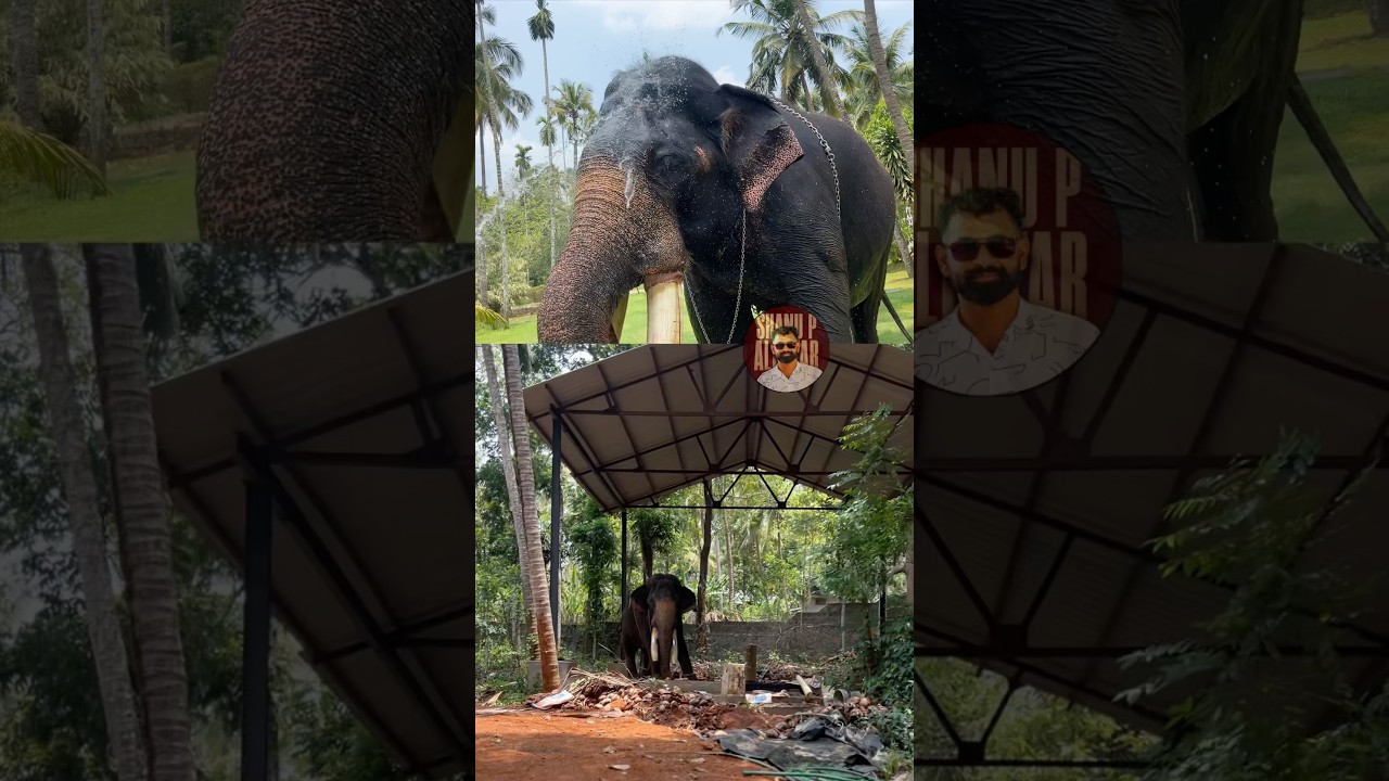 ആനക്ക് മതംപൊട്ടുന്നത് #elephant