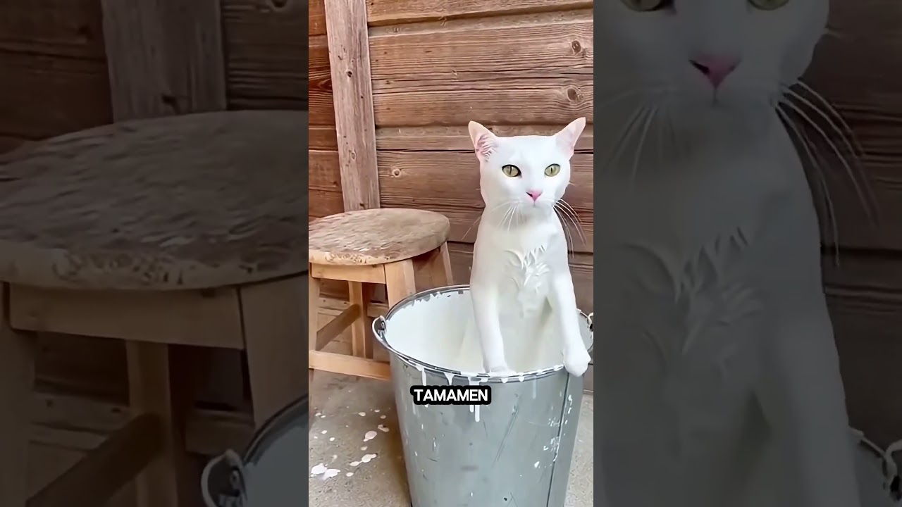 Siyah Kedi Kimse Tarafından Sevilmiyordu… Sonra Bir Anda Her Şey Değişti! 😱 #shorts