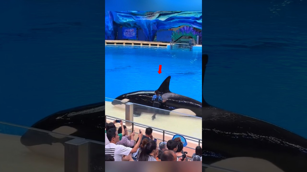 Smart Orca Knew Exactly How to Earn More Fish 🐋🐟 | #shorts