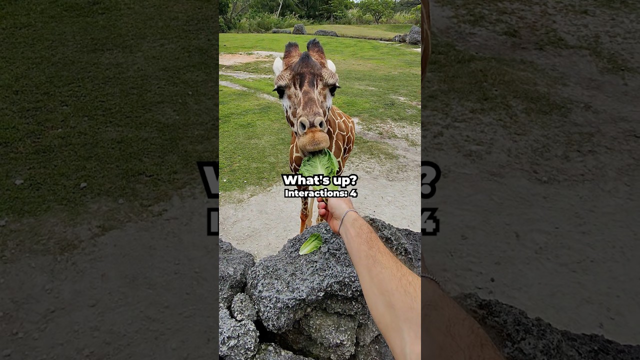 I Went To The Zoo Alone