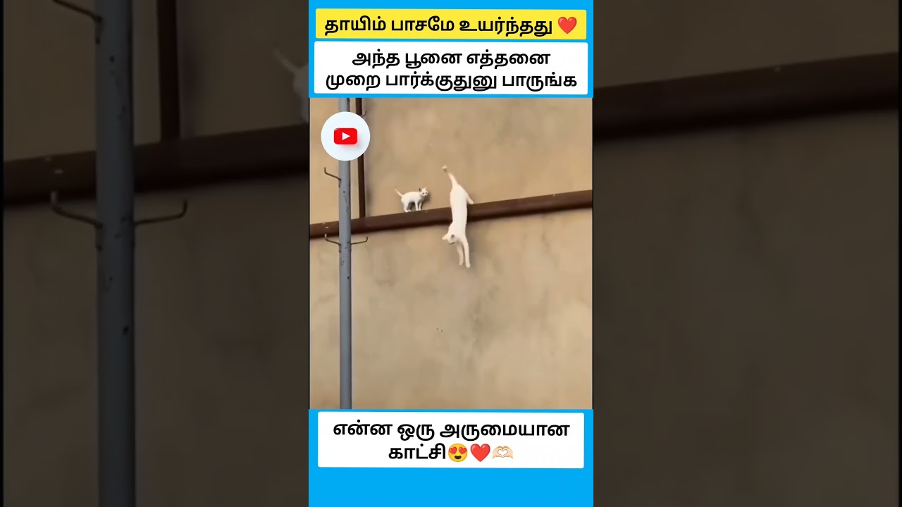 தாயிம் பாசமே உயர்ந்ததுஅந்த பூனை எத்தனை முறை பார்க்குதுனு பாருங்க #shorts