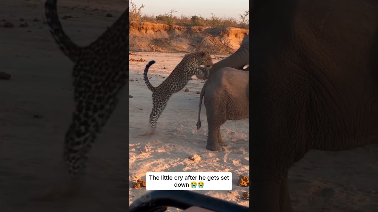 The Leopard Cub Pounced... And the Elephant's TRUNK Caught Him Mid-Air 😳🐘🐆 #elephant #leopard #