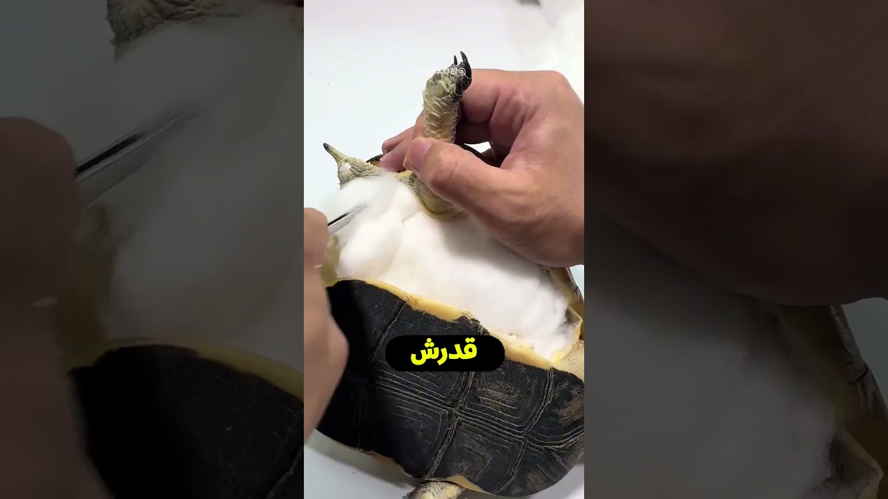 قصة السلحفاة اللي عاشت 30 سنة مع صاحبها.. والنهاية كانت مؤثرة! 🐢