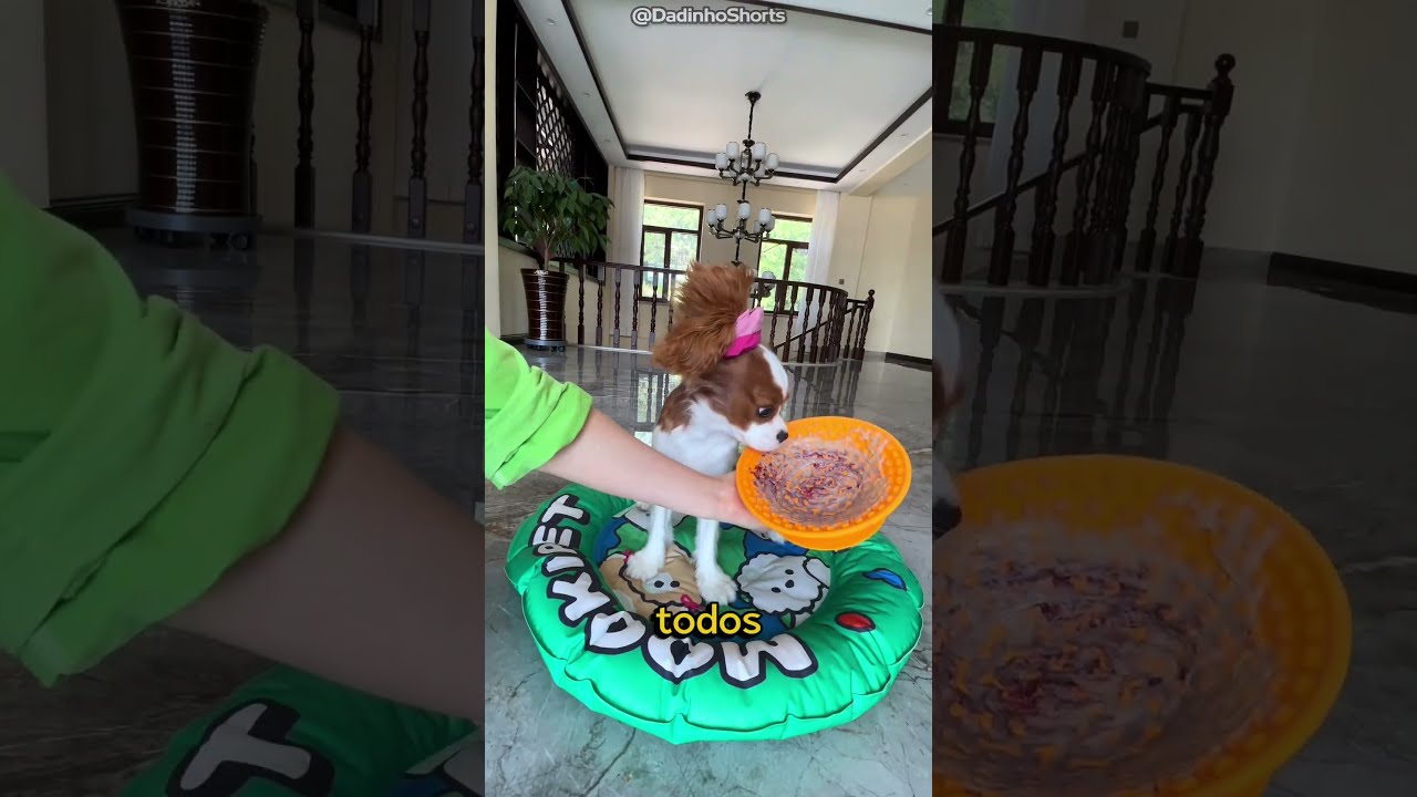 Ela ensinou a cachorrinha comer devagar #dogs #pets #cachorro