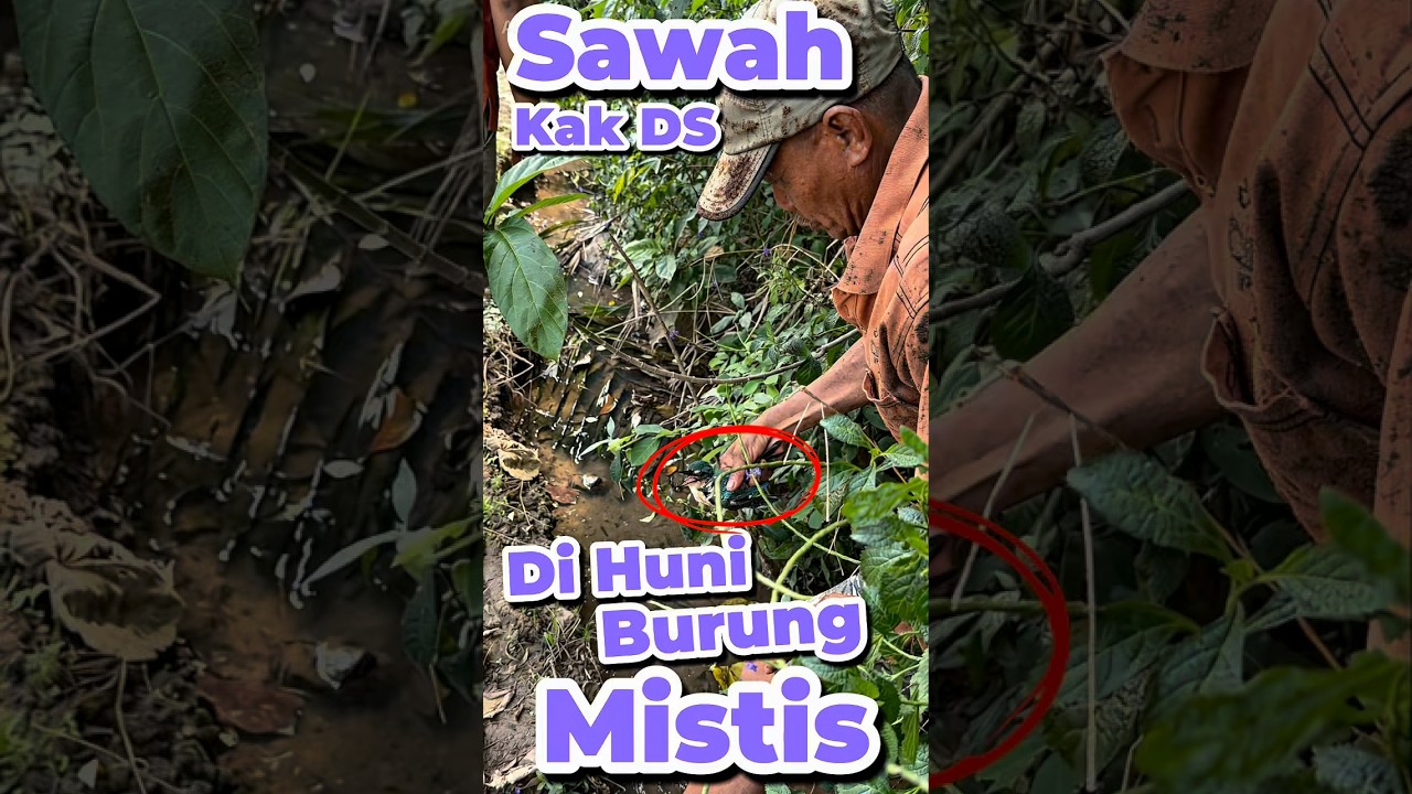 Sawah kak DS di huni burung Mistis #anakdesa #minivlog #comedy #burung #mistis