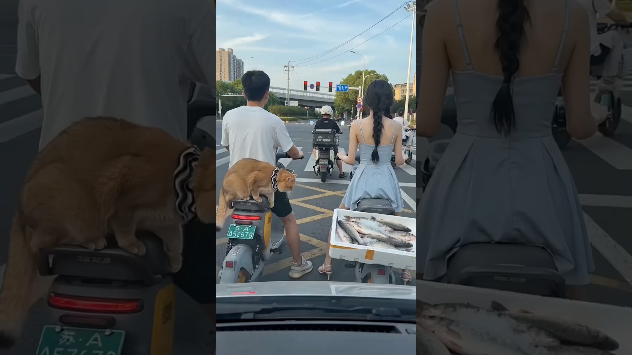 Wait for end 😁#youtubeshorts #comedyforever #comedymove #comedyfilms #comedy #funny #viral #cat