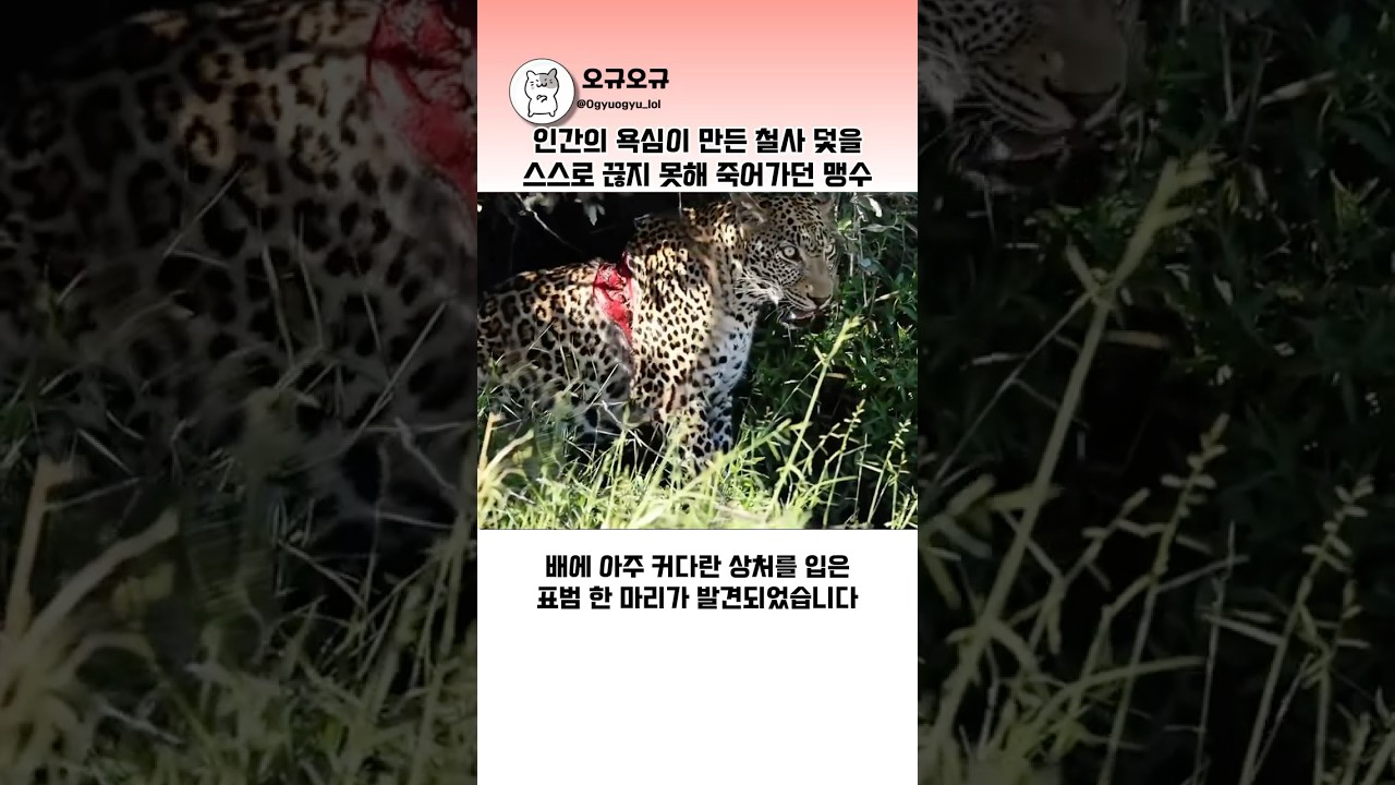인간의 욕심이 만든 철사 덫을 스스로 끊지 못해 죽어가던 맹수 #표범구조 #야생동물 #동물다큐
