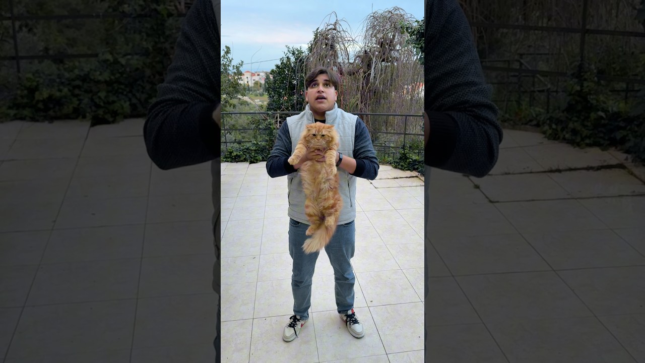 جوزي ضيع القطة ودور عليه:😭