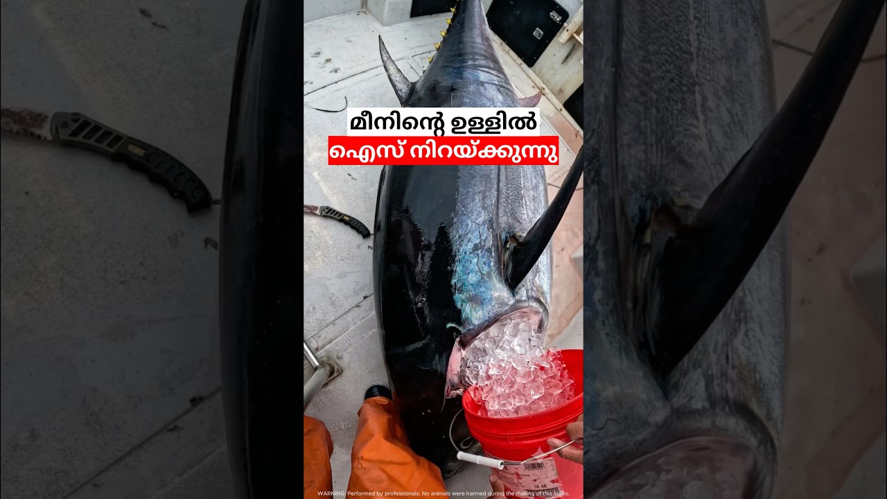 മീനിന്റെ ഉള്ളിലാണ് ഐസ് ഇടേണ്ടത് #fish #sea #fisherman