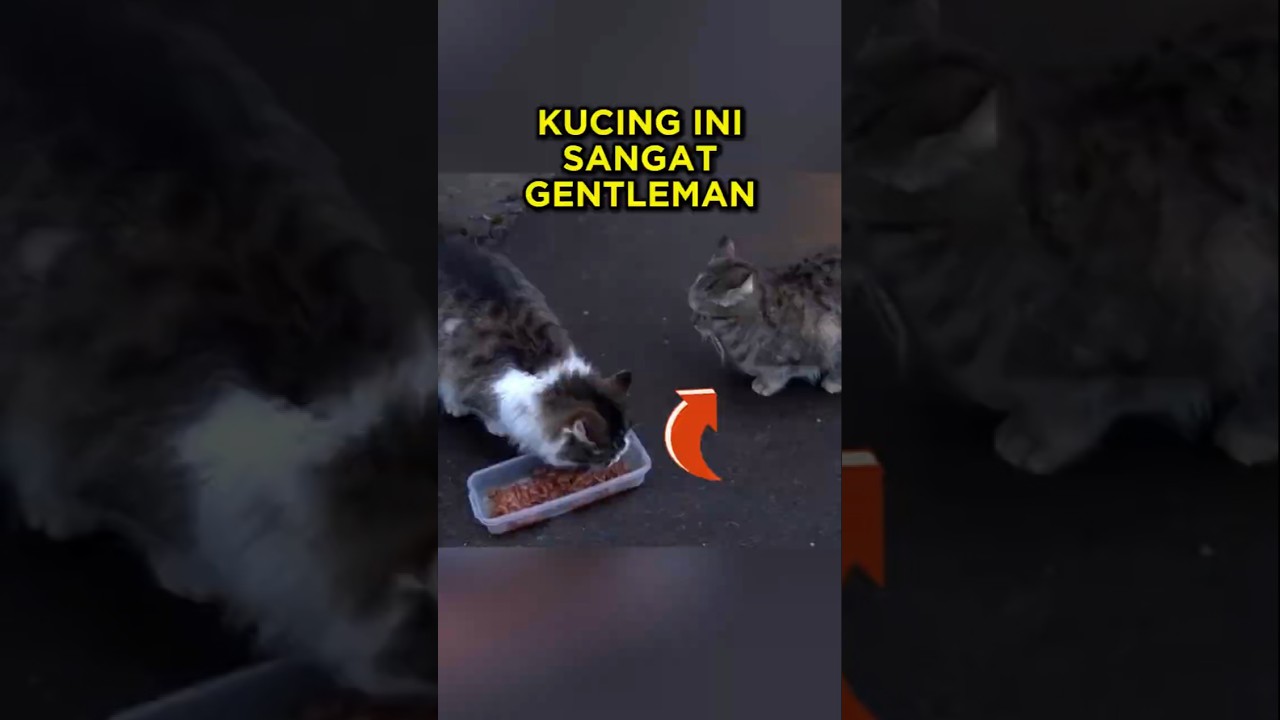 Kucing Ini Meminta Makanan Untuk Istrinya Yang Sedang Hamil 🐱🥺 #shorts #kucing