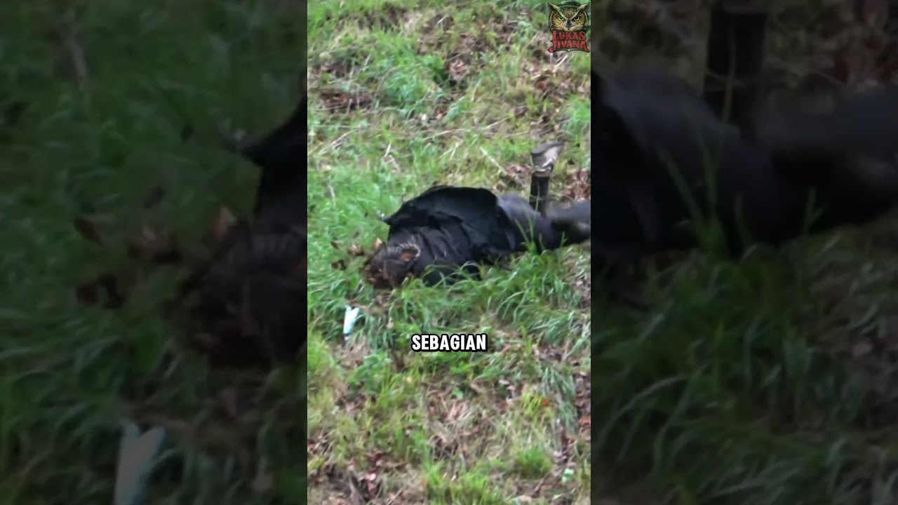 kompetisi Ekstrem Mengejar Keju😬