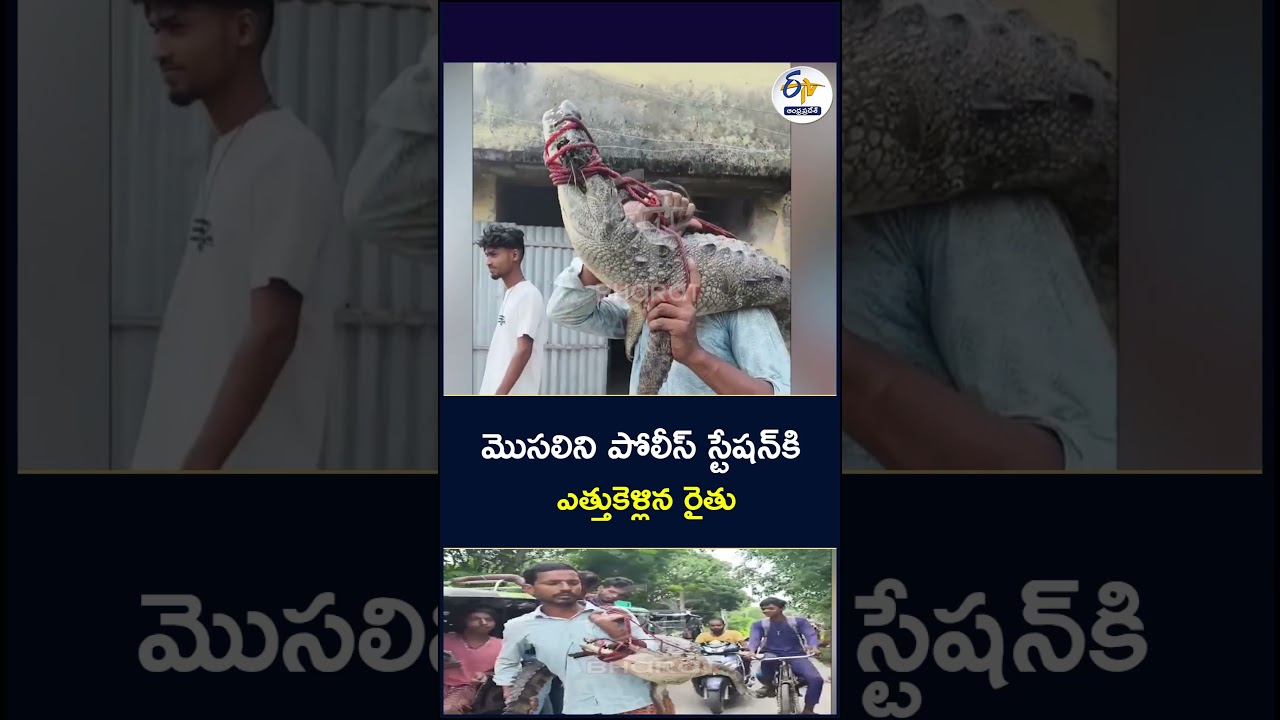 మెుసలిని భుజాలపై పోలీస్‌ స్టేషన్‌కి ఎత్తుకెళ్లిన రైతు APG
