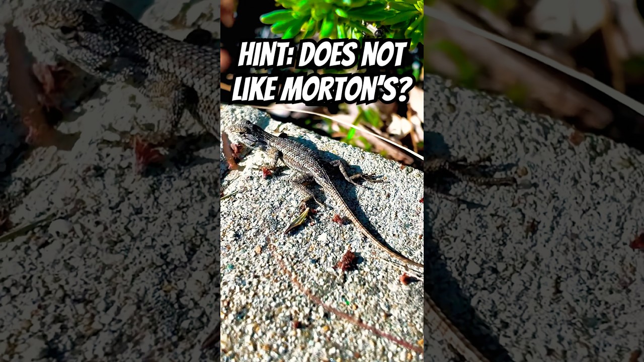 Hint: Does not like Morton’s? Is this hint better than the Low & Slow snail Geocache that I DNFd? 🐌