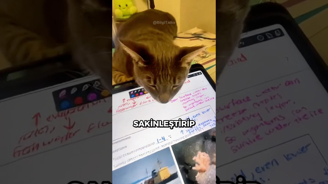 Annenizi KEDİ Sahiplenmeye İkna Etmenin 3 Yolu 🐱💤
