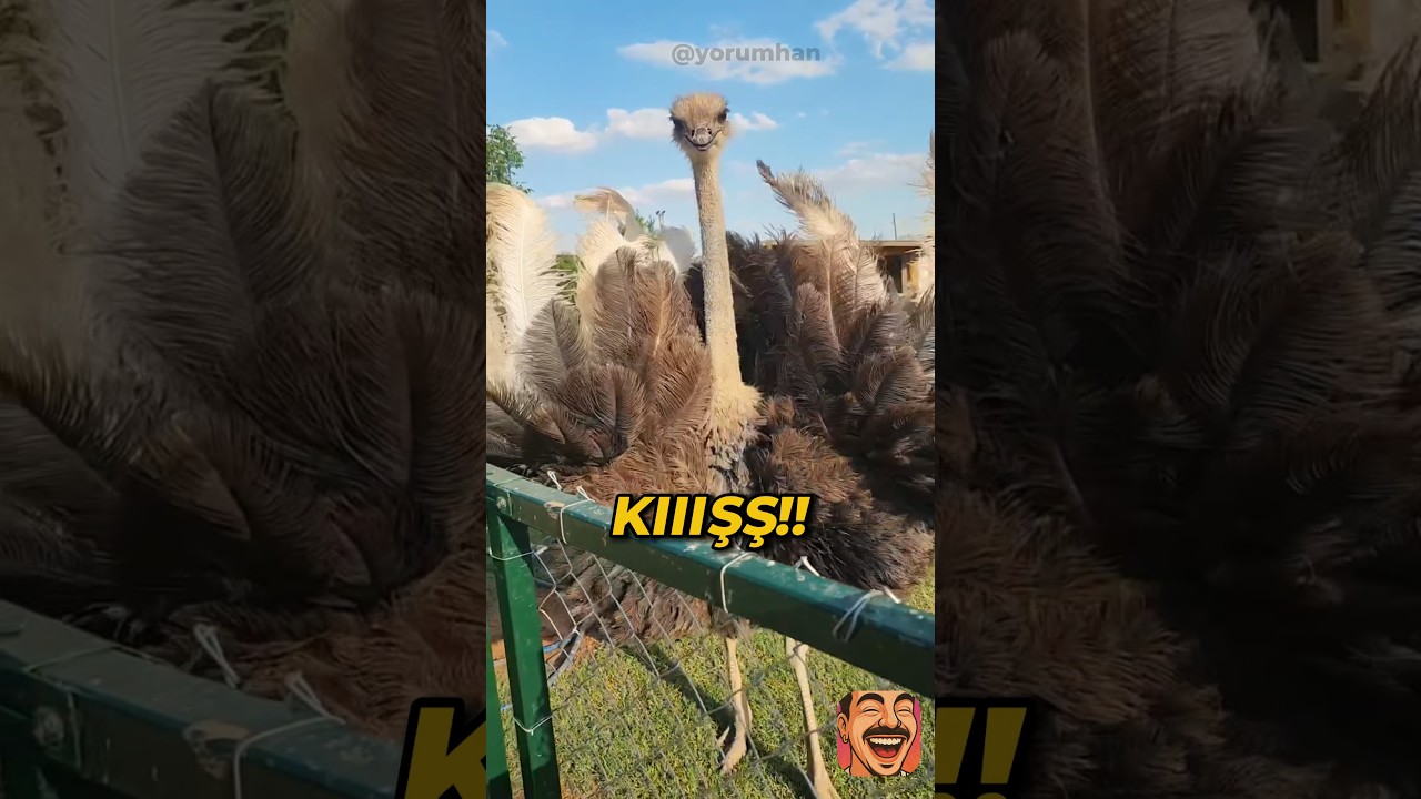 Evcil dinozorla zorlu imtihan 😂