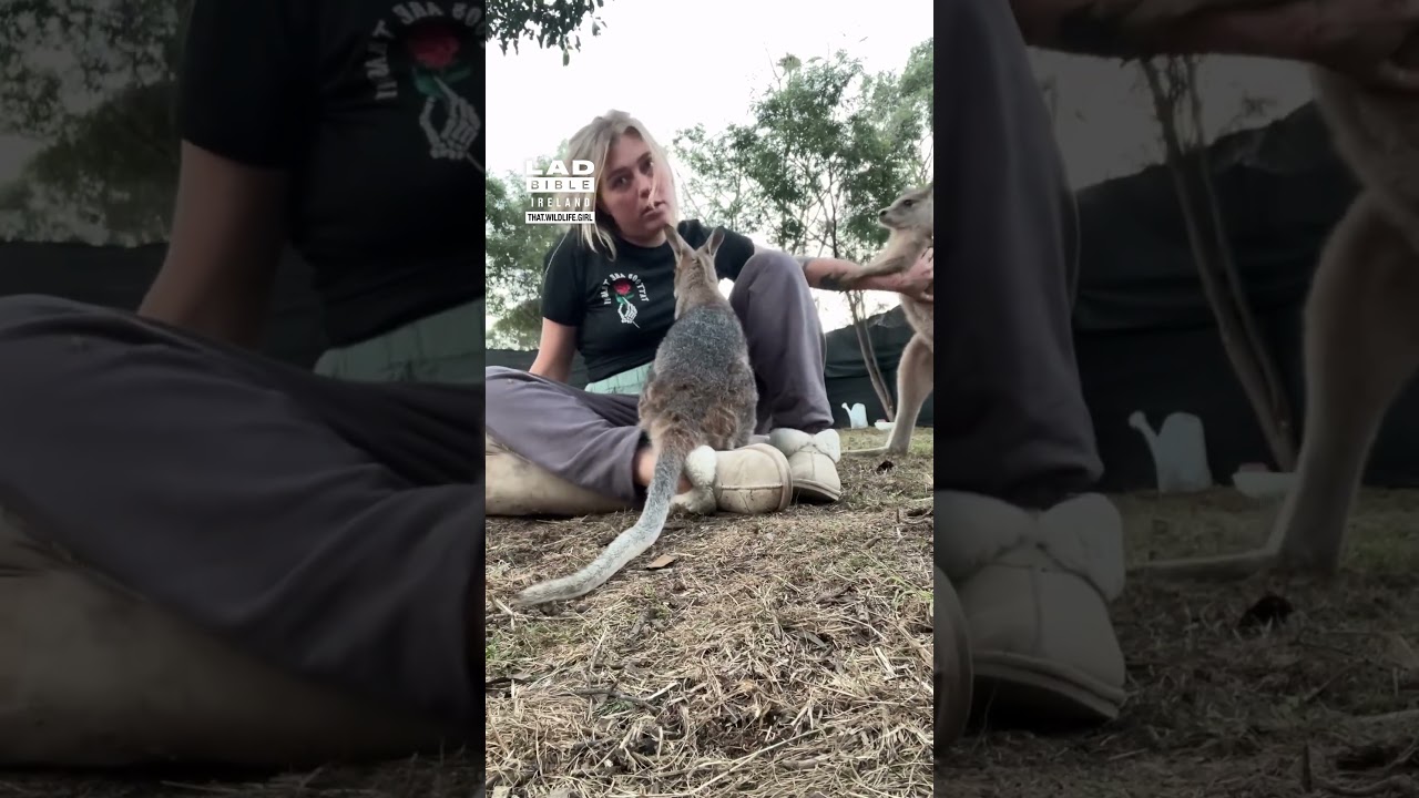 Baby Kangaroo Thinks He's Tough 😂