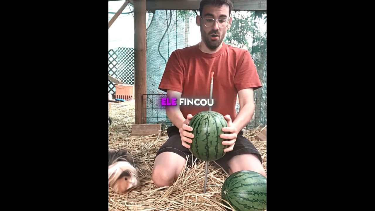 Ele Descobriu sem Querer um Jeito Mais Esperto de Alimentar Porquinhos da Índia #shots