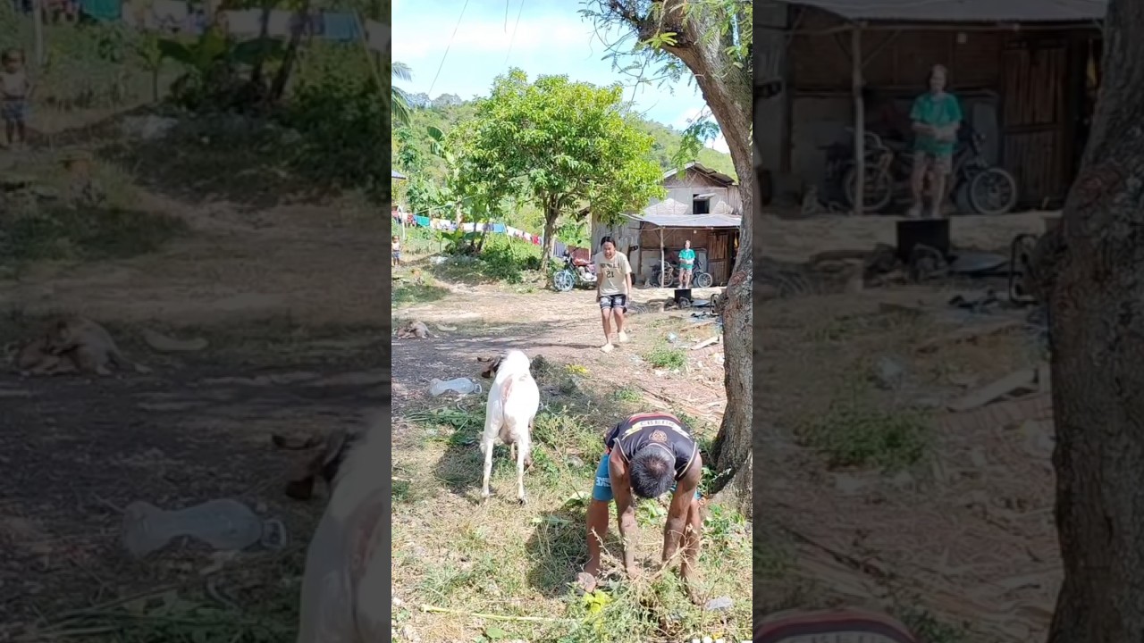 Poor White Goat Became the Black Sheep 😂 #funny #viral #comedy #shorts