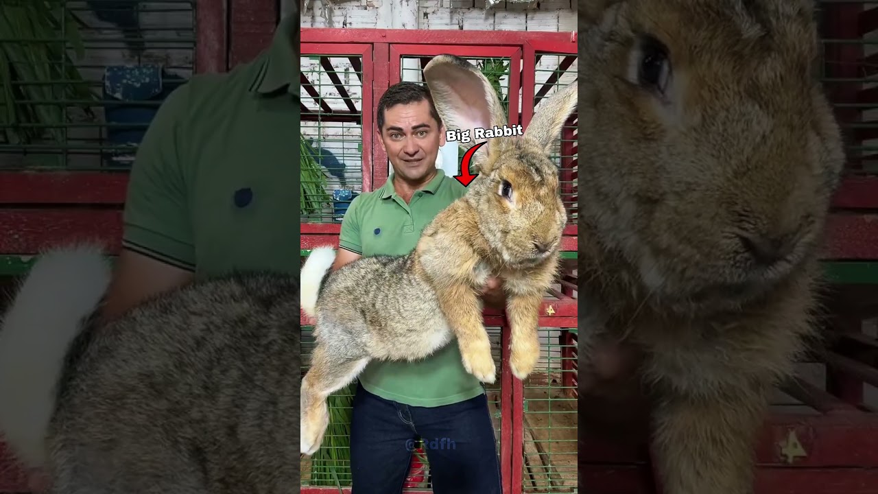 Shocking Animals Transformation!!