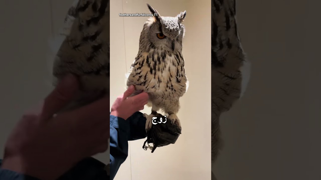 أشياء غريبة جداً عن البوم تكتشفها لأول مرة #동물 #طيور