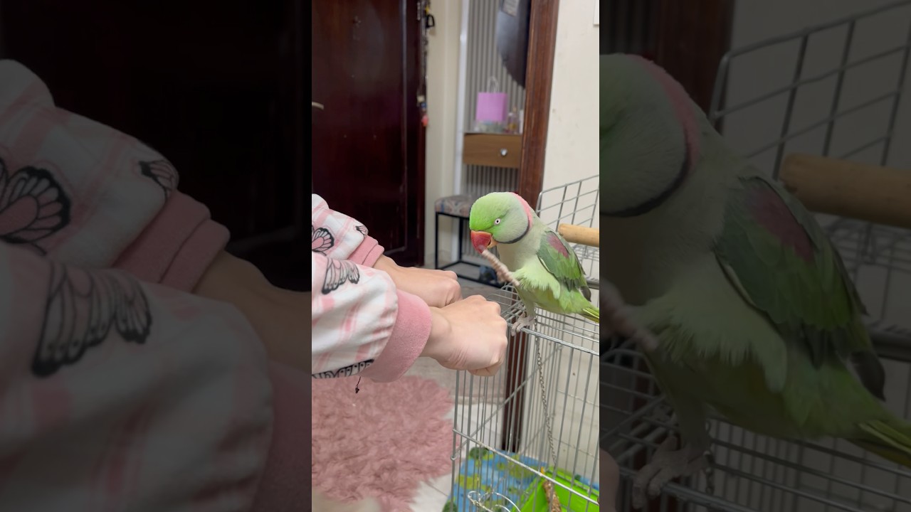 قولو ماشاءالله #viral #youtubeshorts #اكسبلور #viralvideo #fyp #youtube #explore #birds