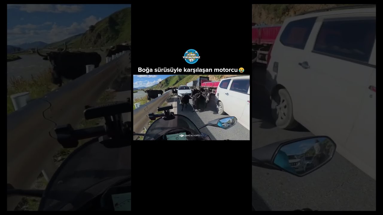 Yolda boğa sürüsüyle karşılaşan motorcu 😂