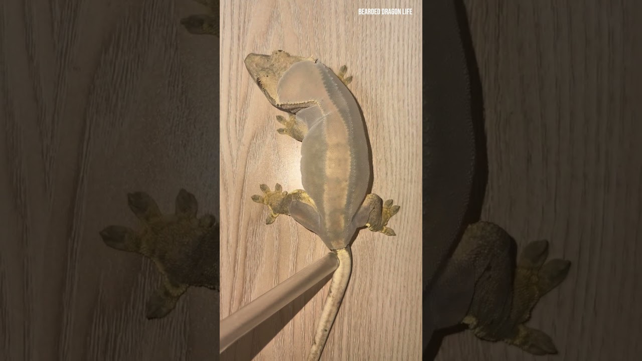 Watch How I Help My Gecko Shed Its Old Skin #shedding #reptiles #lizard #gecko