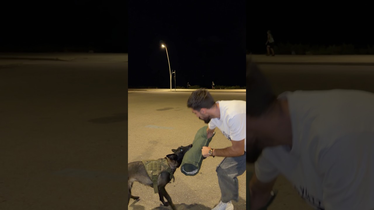 #fyp #dog #explore #malinois