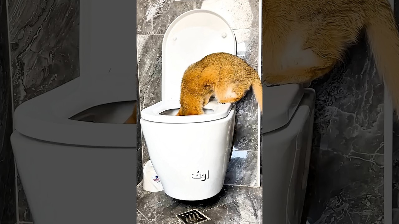 الكوباية بتاعة الضيوف 😂🚽