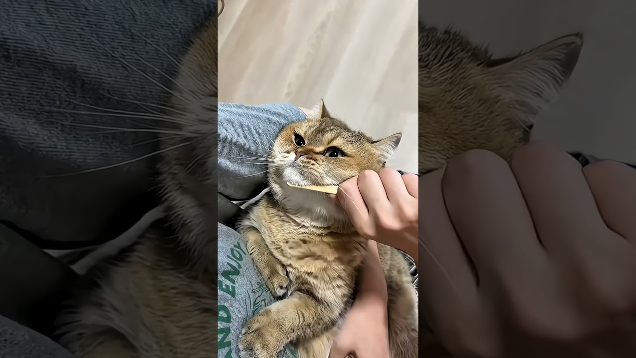 Misteri Pelaku di Balik Jejak Kucing!