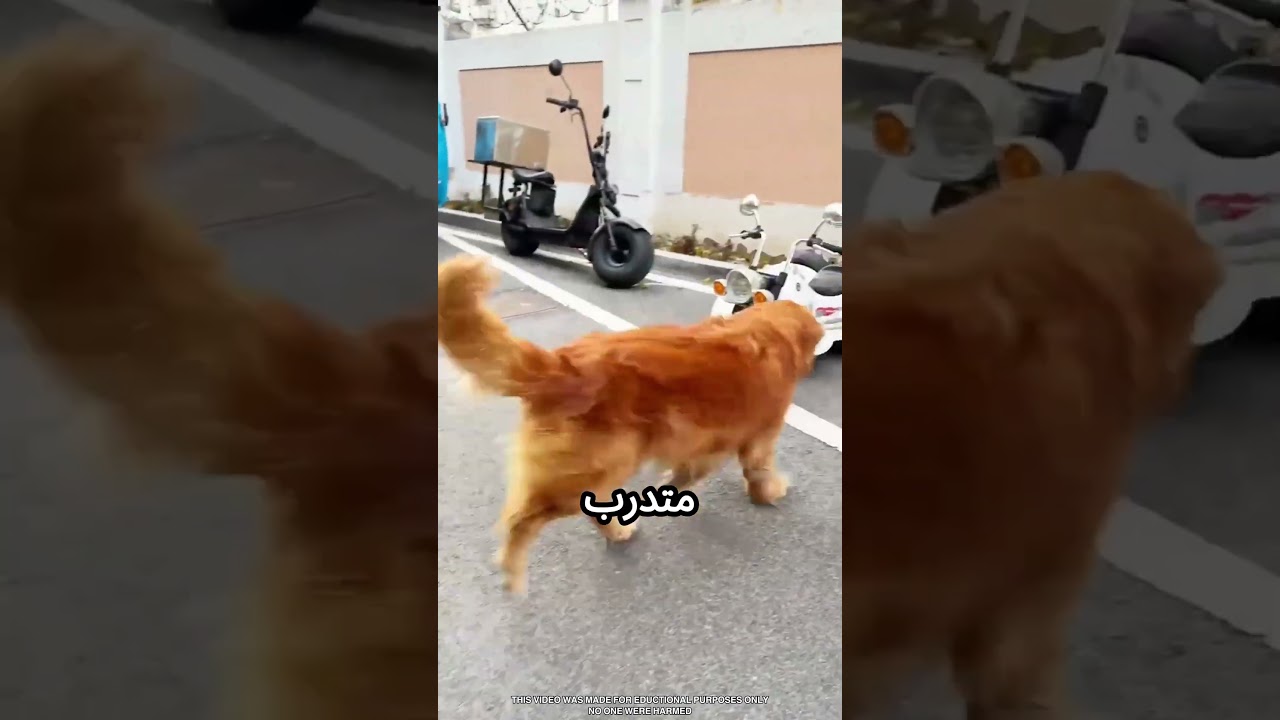 بيرجع كل يوم مع الكلب بتاعو #viral