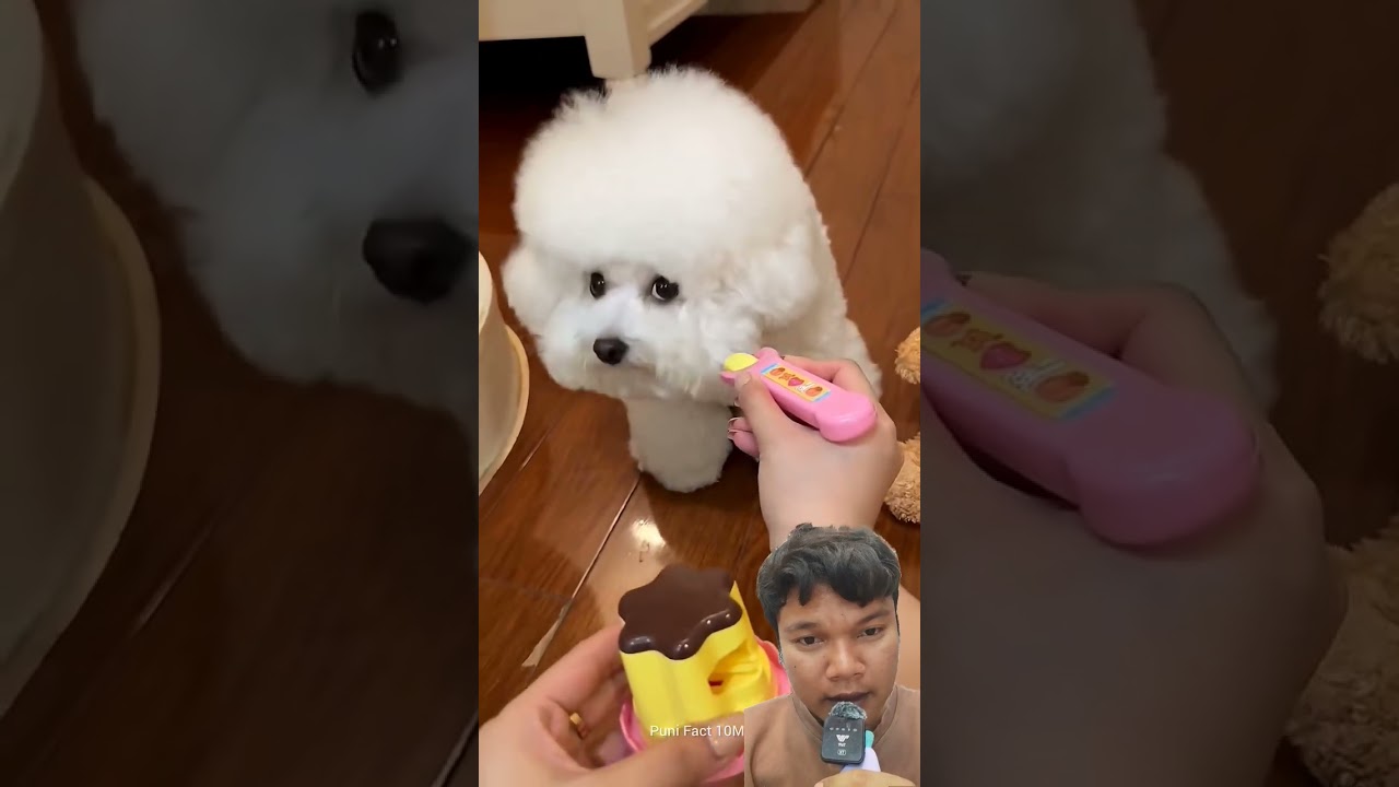 Dogy Lucu Gak Mau Makan⁉️ #ngeshortsdulu