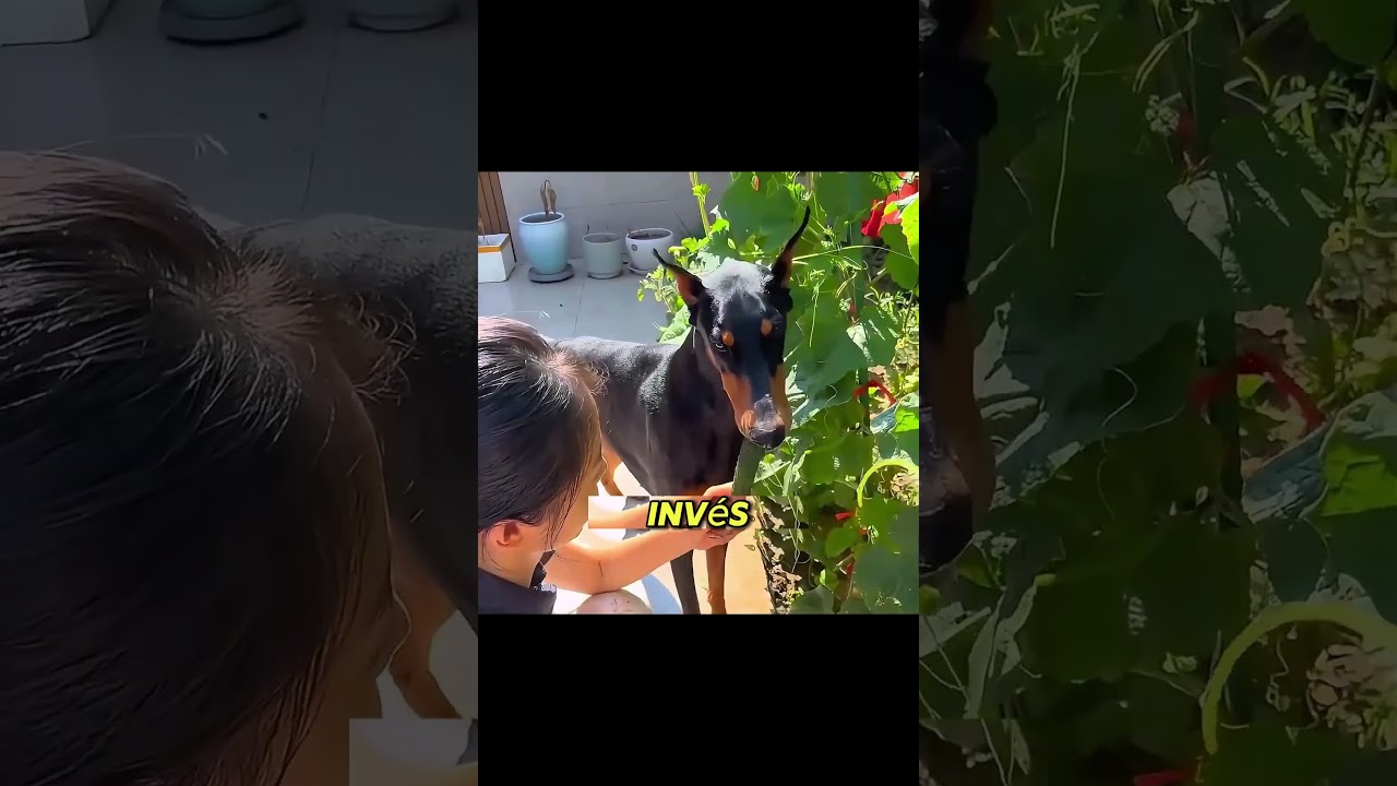 como ser um herói pt 2