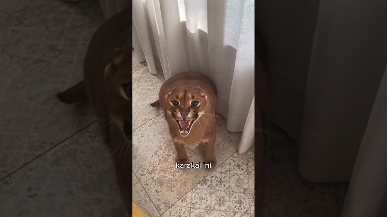 Karakal Ini Berjuang Demi Kucing Kesayangannya 🐈‍⬛