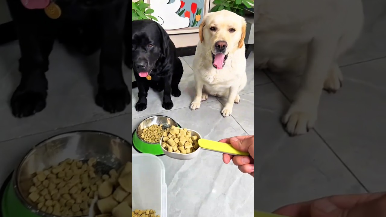 😱🥣 طبق روكي مليء بالطعام، وطبق تومي صغير جدًا! 😂🐶 #shortsvideo