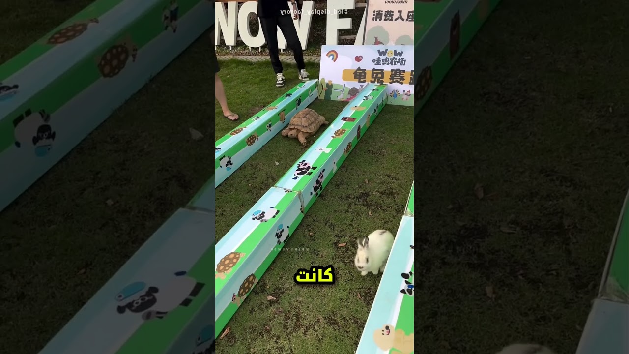 راهن بـ 100 ألف إن السلحفاة هتكسب الأرنب.. والنتيجة صدمت الكل! 🐢🐇