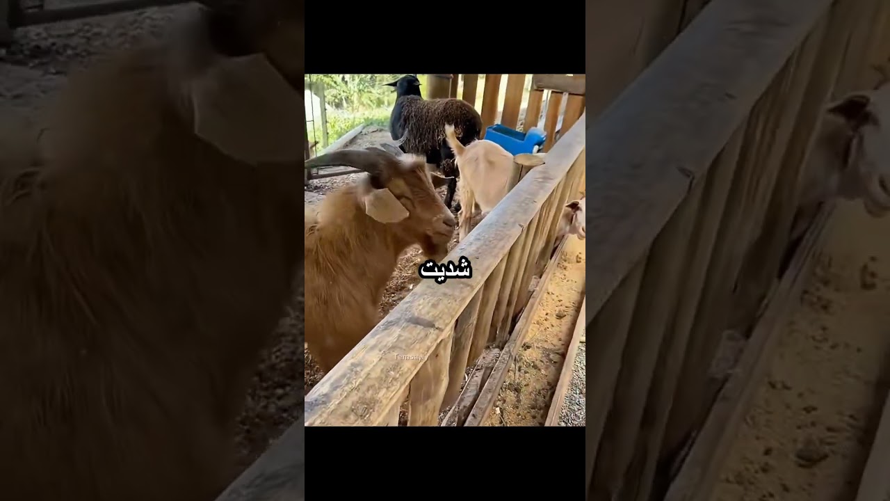 المعزة اكلت الحلق الدهب