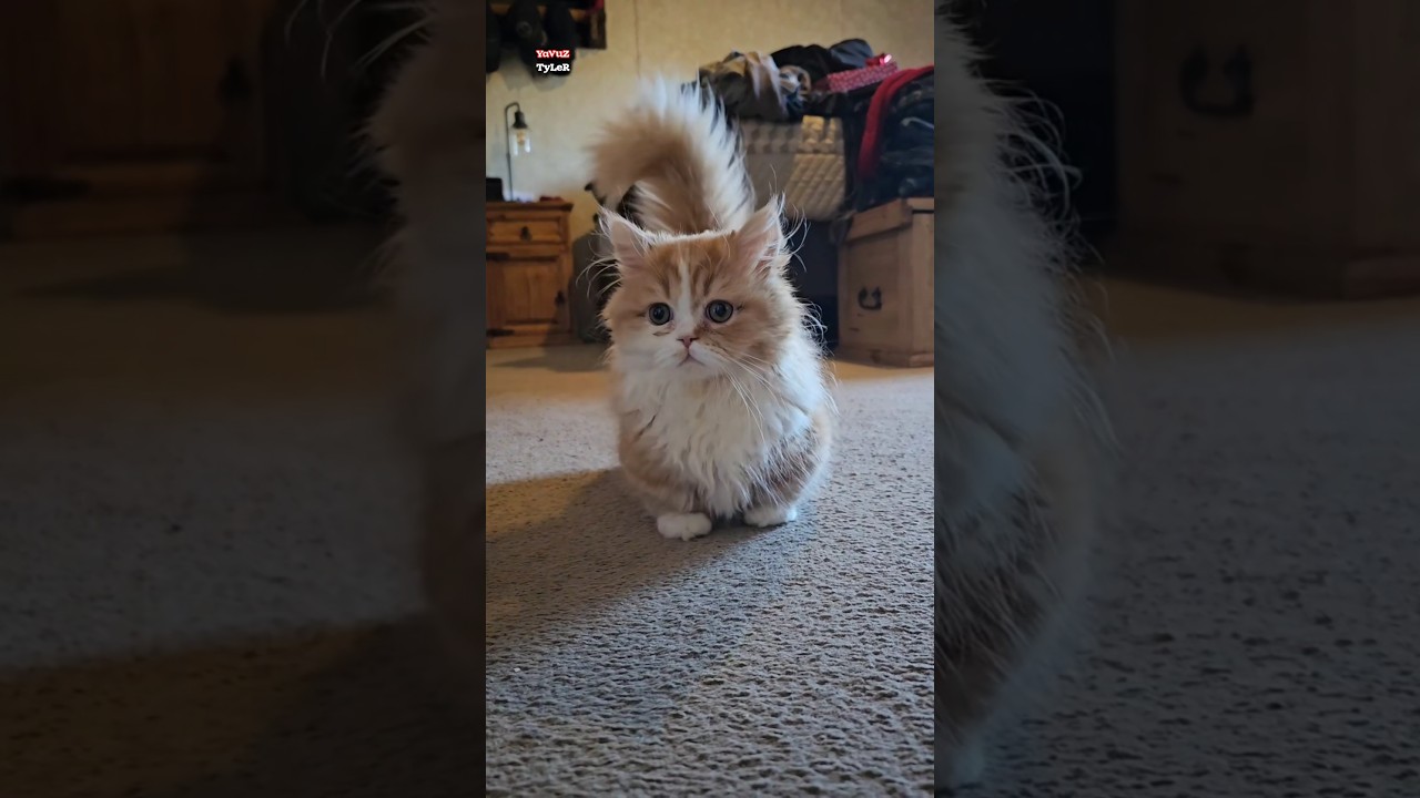 Sana kedi verdiler