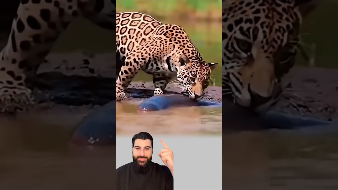 لا تقترب من كل ما يثير فضولك، فبعض الأشياء يكمن جمالها في الابتعاد عنها #viralvideo #اقنباسات