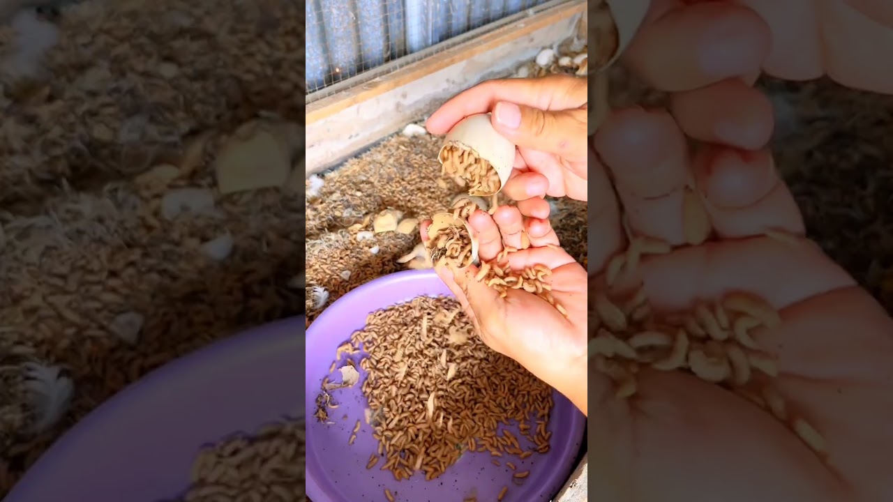 This Farmer Found a Smart Way to Feed Ducks @armanpur4 #shorts