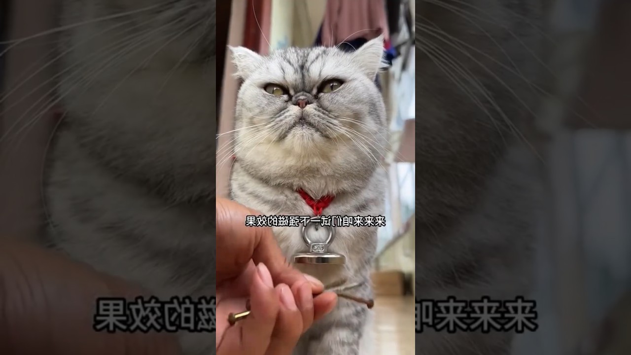 قط يتحول الى مليونير بفضل مغناطيس عجيب! 💰🐈