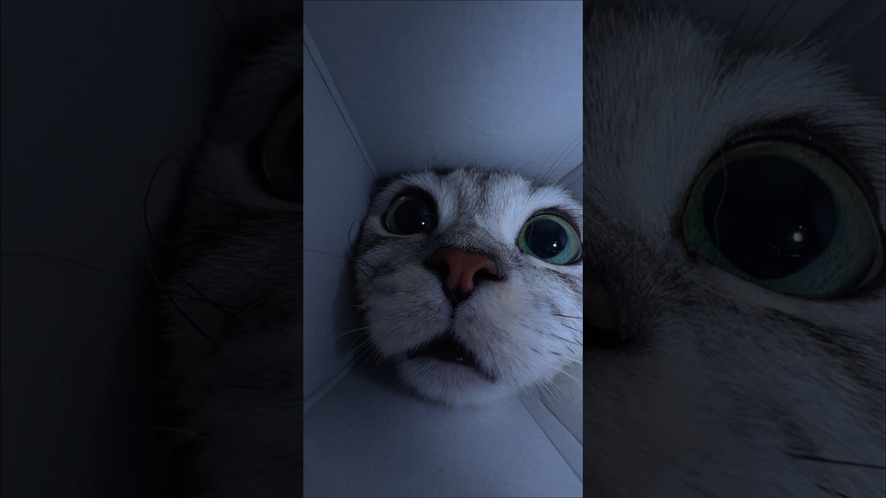 Me when i grab the last pringle!😹#cat #pet #cute #pov