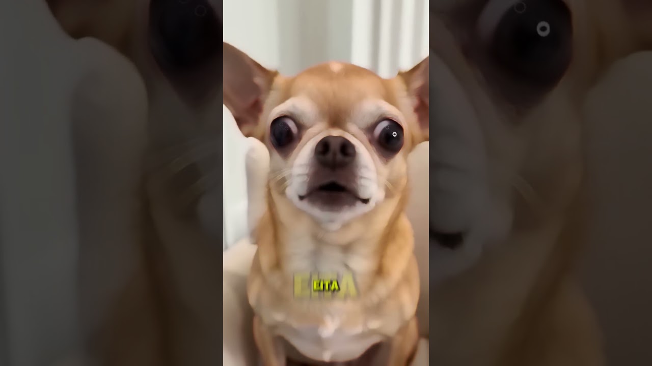 ELE COMEU SABÃO! 😂🐶