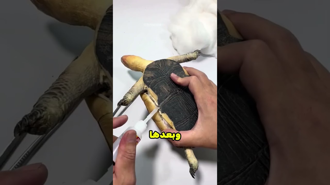 عملوا المستحيل عشان ترجع زي زمان 🐢! #shorts