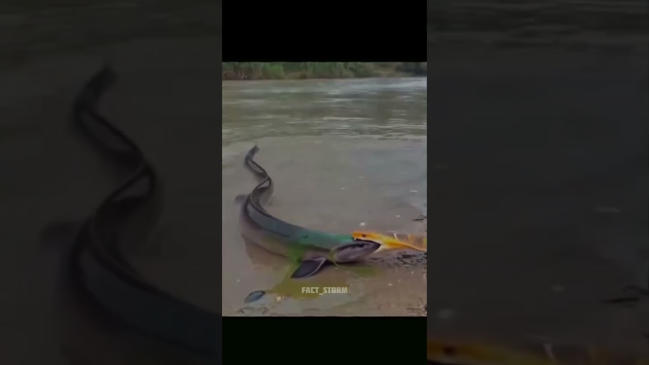 Ye fish electric shock deti hai 😱 snake bhi darr gaya! #shorts