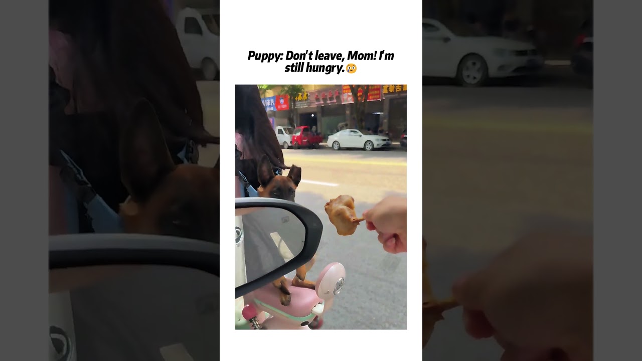 The puppy who can't resist temptation
