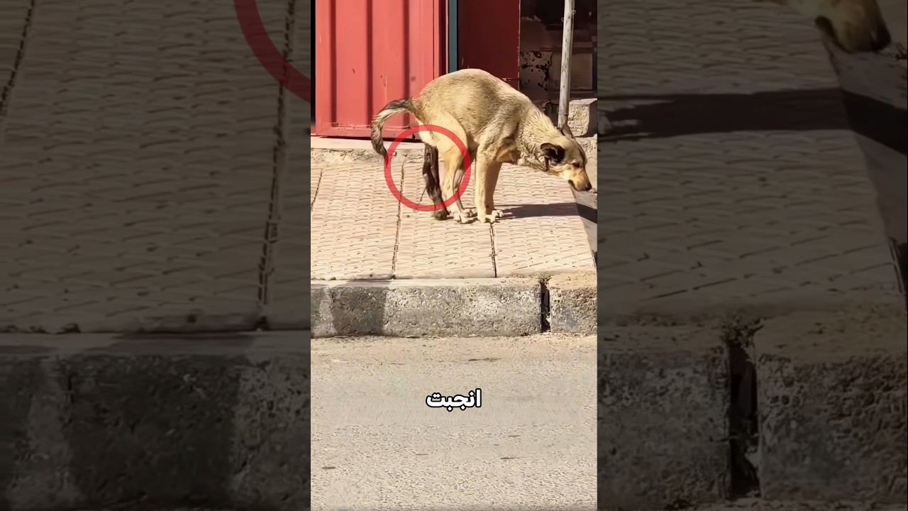 تركت طفلها لكن الفتاة كان فيها خير!