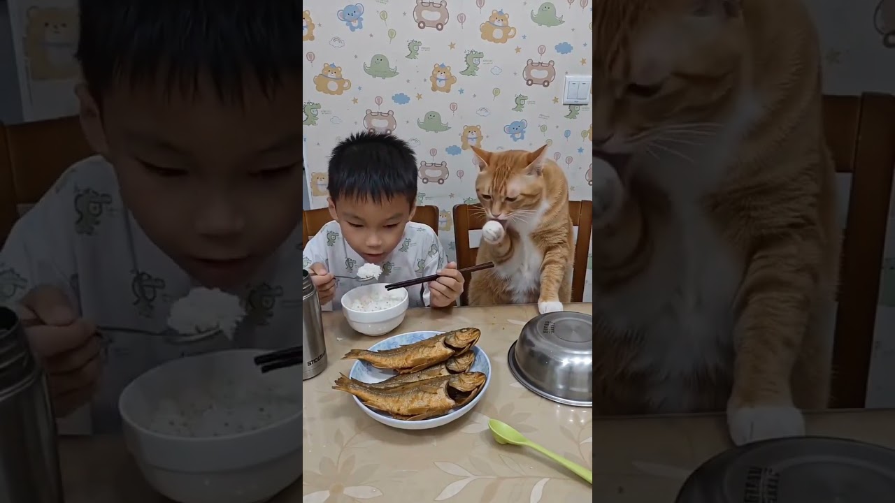 #萌娃和萌宠 #调皮的小猫咪